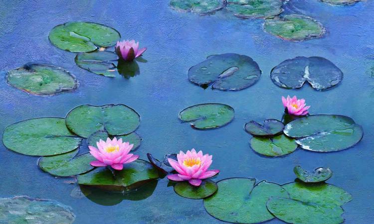Civitanova, le ninfee di Monet al cinema Cecchetti