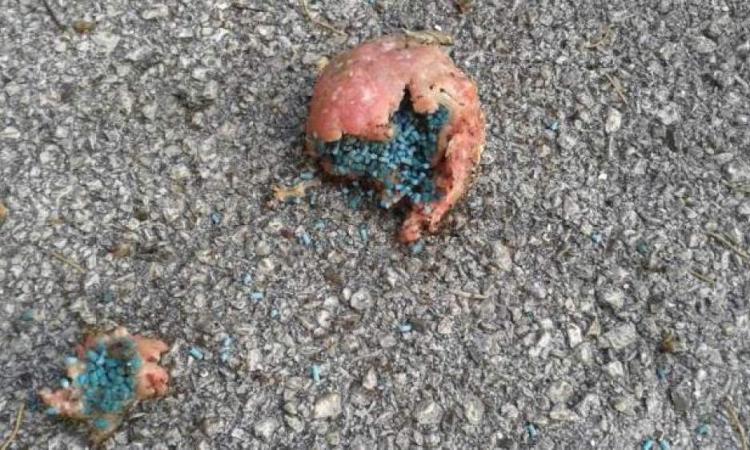 Continuano i casi di polpette avvelenate, l'ultimo episodio a Civitanova
