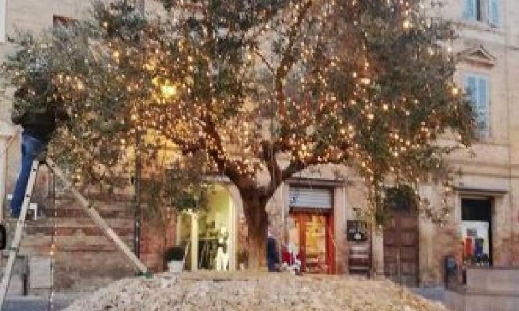 Polemiche per l'Ulivo di Natale. "Ovunque è Natale, qui è Pasqua"