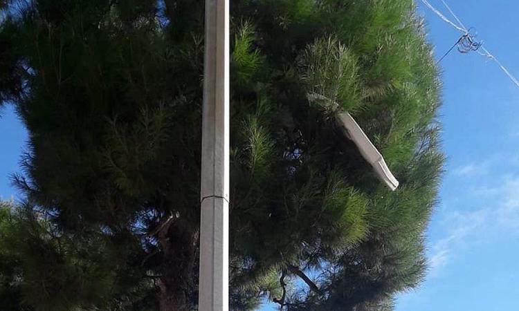 Civitanova, sogno o son desto? Lo strano caso del materasso sull'albero in piazza XX Settembre Civitanova, sogno o son desto? Lo strano caso del materasso sull'albero in piazza XX Settembre