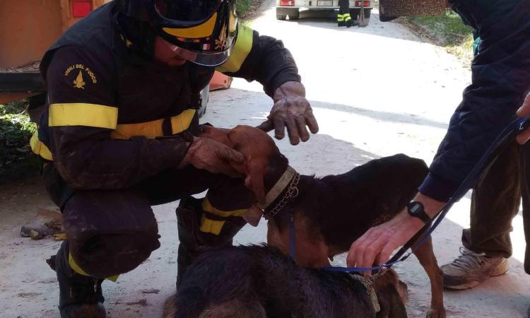 San Ginesio, due cani da caccia finiscono in un tubo di deflusso: intervengono i Vigili del Fuoco e li salvano San Ginesio, due cani da caccia finiscono in un tubo di deflusso: intervengono i Vigili del Fuoco e li salvano