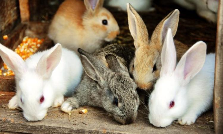 Bandi regionali per tutelare il benessere degli animali Bandi regionali per tutelare il benessere degli animali