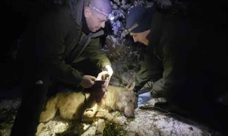 Progetto wolfnet2.0, due collari satellitari applicati a due lupi nel Parco Nazionale dei Monti Sibillini