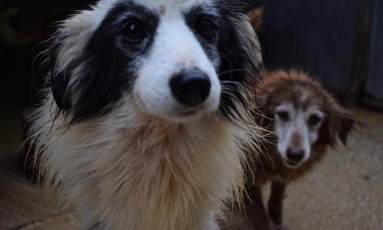 Cs Argo: s.o.s freddo per i cani del canile di Macerata
