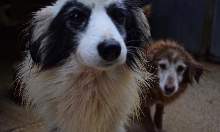 Argo: "No alla strumentalizzazione dei cani e dei volontari" Argo: "No alla strumentalizzazione dei cani e dei volontari"