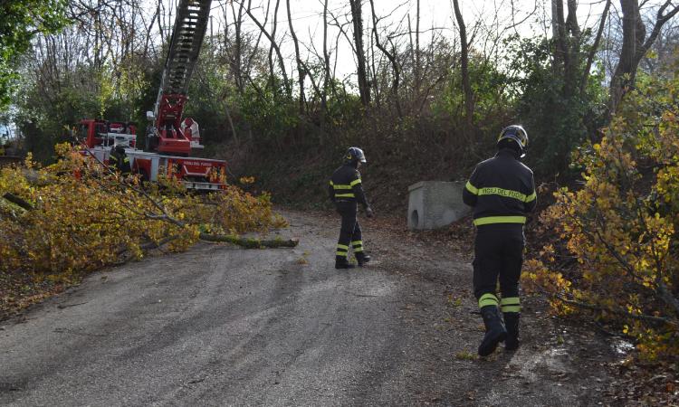 Vento forte, Vigili del Fuoco a lavoro su alberi e strade