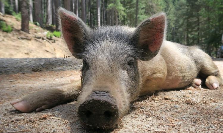 Cerca la macchina e trova un cinghiale, singolare incontro al parcheggio