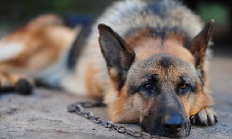 Cane chiuso in un recinto al freddo e sporcizia: condanna penale per il proprietario