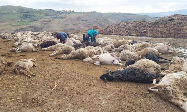 Lupi attaccano un ovile: morte cento pecore
