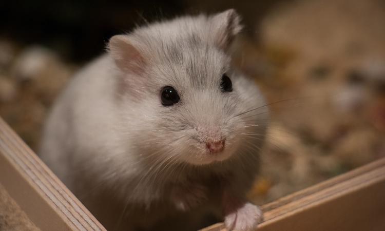 Criceti, tutto quello che c'è da sapere Criceti, tutto quello che c'è da sapere