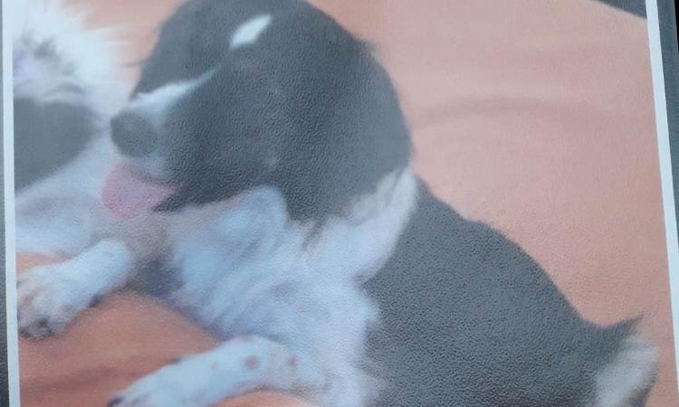 Porto Recanati, smarrita una cagnolina in zona Pineta: l'appello della padrona Porto Recanati, smarrita una cagnolina in zona Pineta: l'appello della padrona