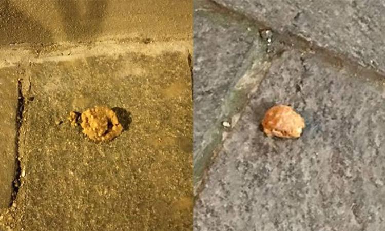 Civitanova, trovate polpette avvelenate in diversi punti della città: pericolo per gli animali Civitanova, trovate polpette avvelenate in diversi punti della città: pericolo per gli animali