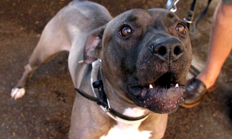 Civitanova, pitbull attacca cagnolino e proprietaria Civitanova, pitbull attacca cagnolino e proprietaria