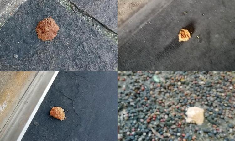 Trovate nuove esche avvelenate a Civitanova: continua la denuncia social dei padroni dei cani