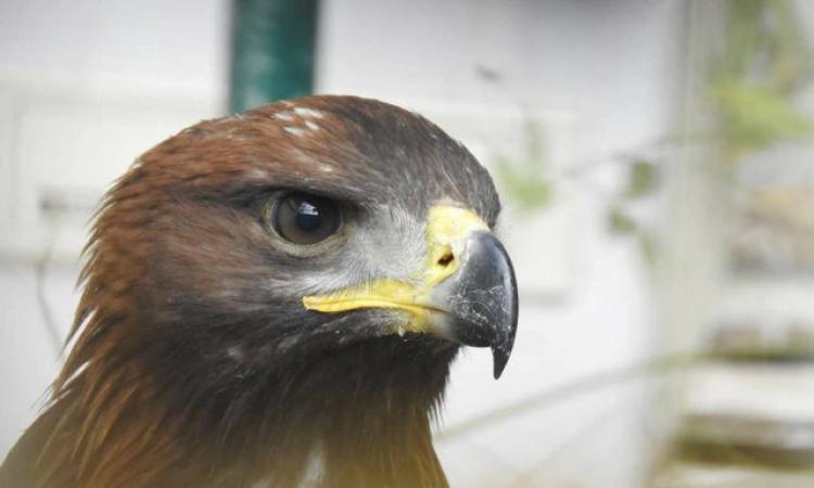 Bracconaggio, 16 indagati nelle Marche: 12 uccelli di specie protette impagliati