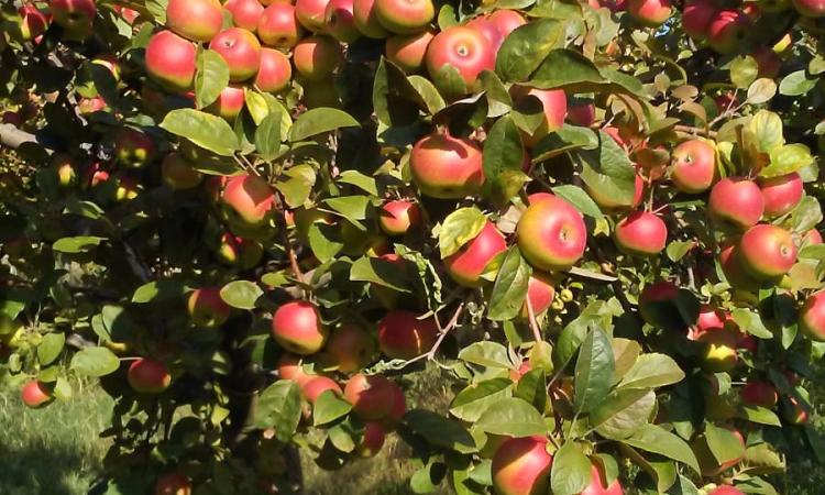 La Mela Rosa dei Monti Sibillini nella letteratura scientifica internazionale grazie a una ricerca Unicam La Mela Rosa dei Monti Sibillini nella letteratura scientifica internazionale grazie a una ricerca Unicam