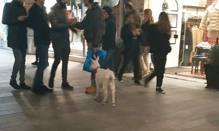 Una capra per amica, l'insolito animale al guinzaglio per le vie di Civitanova Una capra per amica, l'insolito animale al guinzaglio per le vie di Civitanova