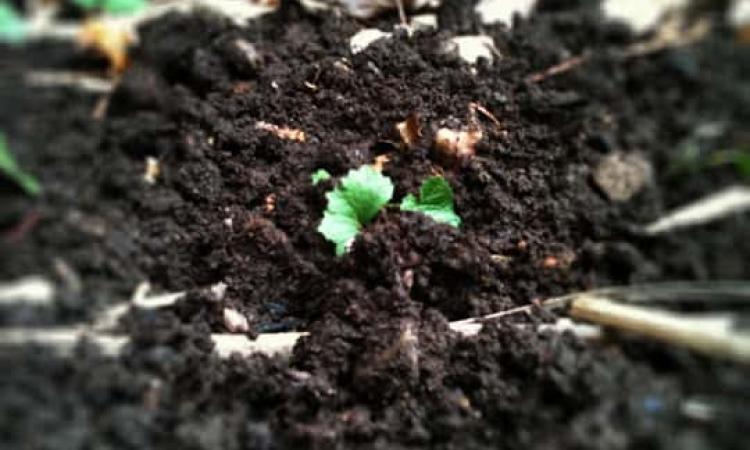 "La primavera porta... cattivi odori". La denuncia del Comitato Treia Comunità Ideale "La primavera porta... cattivi odori". La denuncia del Comitato Treia Comunità Ideale