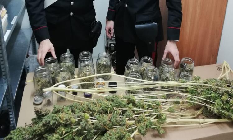 Matelica, piante di marijuana nella camera da letto: denunciato un 24enne Matelica, piante di marijuana nella camera da letto: denunciato un 24enne
