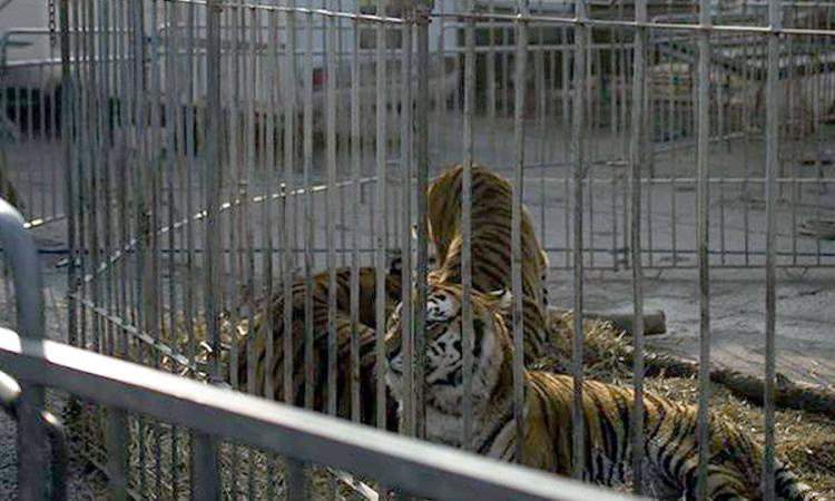 Civitanova, proteste social per l'utilizzo degli animali negli spettacoli del circo Royal