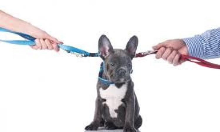 Separazione dei coniugi: chi ha diritto di tenersi il cane o il gatto? Separazione dei coniugi: chi ha diritto di tenersi il cane o il gatto?