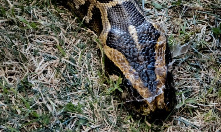 Tolentino, rinvenuto un pitone morto tra i rifiuti organici