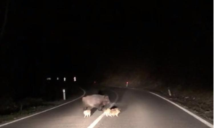 Sarnano, cuccioli di cinghiale invadono la carreggiata della Provinciale nella notte (VIDEO)