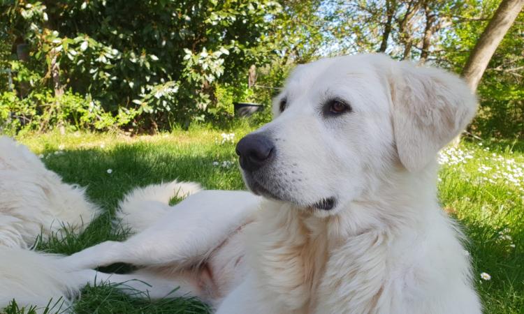 Cane smarrito a Loro Piceno: i proprietari chiedono aiuto per ritrovare Leila Cane smarrito a Loro Piceno: i proprietari chiedono aiuto per ritrovare Leila