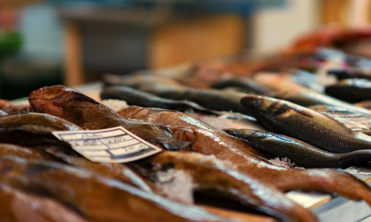 Mercato Ittico del Pesce, Ciarapica: "il confronto fra la vecchia asta del pesce e la nuova fa ben sperare"