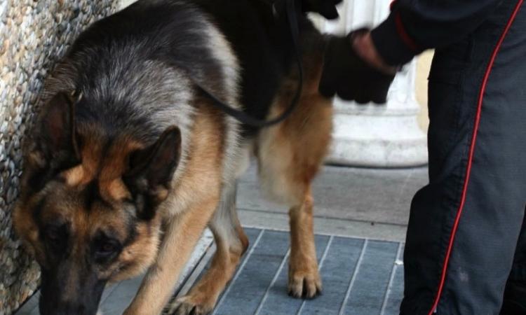 Macerata, controllo antidroga sul bus della gita: trovata marijuana Macerata, controllo antidroga sul bus della gita: trovata marijuana