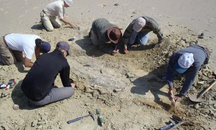 Scoperto il primo archeoceto che raggiunse il Pacifico: nel team studiosi Unicam