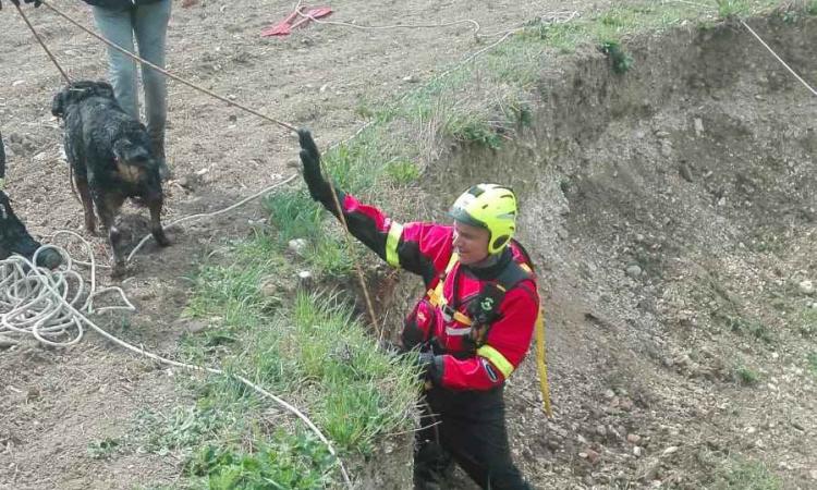 Pollenza, cane cade nel fiume Potenza e viene salvato dai Vigili del Fuoco (FOTO) Pollenza, cane cade nel fiume Potenza e viene salvato dai Vigili del Fuoco (FOTO)