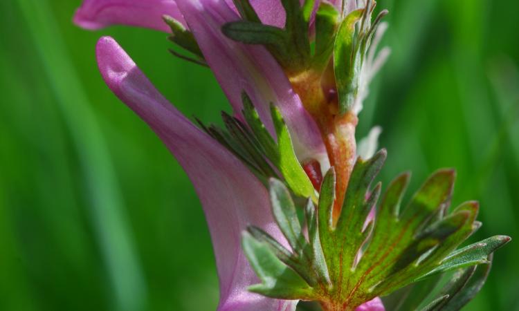 I ricercatori Unicam Conti e Bartolucci scoprono una nuova specie di pianta dell'Appennino