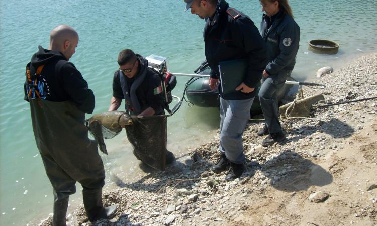Moria di carpe sul lago di Caccamo: proseguono gli accertamenti dei Carabinieri Forestali