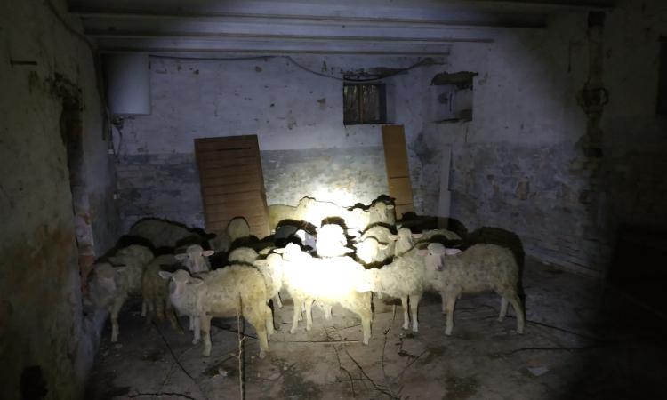 Morrovalle, i Carabinieri Forestali salvano 26 agnelli da una macellazione clandestina (FOTO) Morrovalle, i Carabinieri Forestali salvano 26 agnelli da una macellazione clandestina (FOTO)