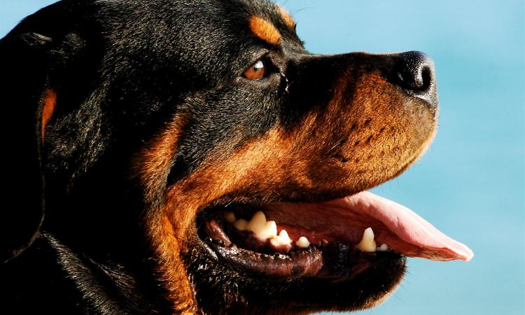 A14, rottweiler fugge dall'auto e viene investito da un'altra vettura: il padrone trasportato a Torrette