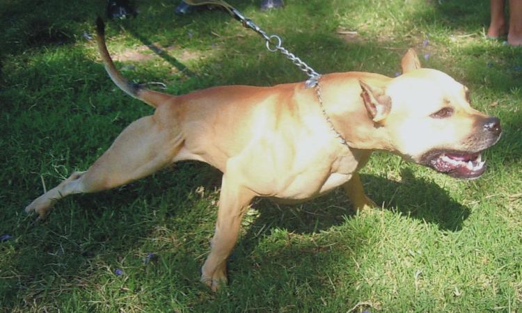 Civitanova, uccise un cane tre mesi fa: pitbull al centro commerciale senza museruola Civitanova, uccise un cane tre mesi fa: pitbull al centro commerciale senza museruola