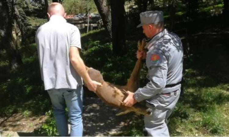 Giovane capriolo avvistato a Porto Recanati: pronto intervento dei Carabinieri Forestali (VIDEO)