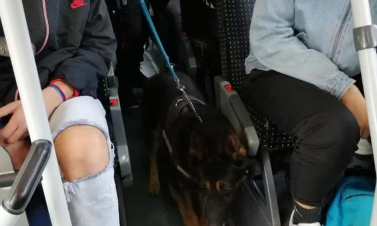 Macerata, controlli con cani anti-droga nelle scuole Macerata, controlli con cani anti-droga nelle scuole