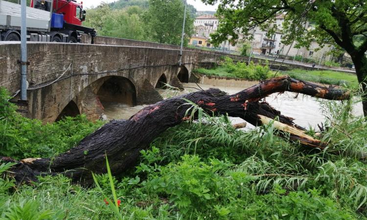 Maltempo, San Severino Marche: fiume Potenza liberato da rami e tronchi dopo le piogge