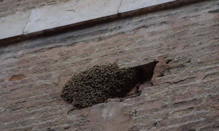 Macerata, sciame di api in Corso della Repubblica: pronto intervento dei Vigili del Fuoco (FOTO E VIDEO)