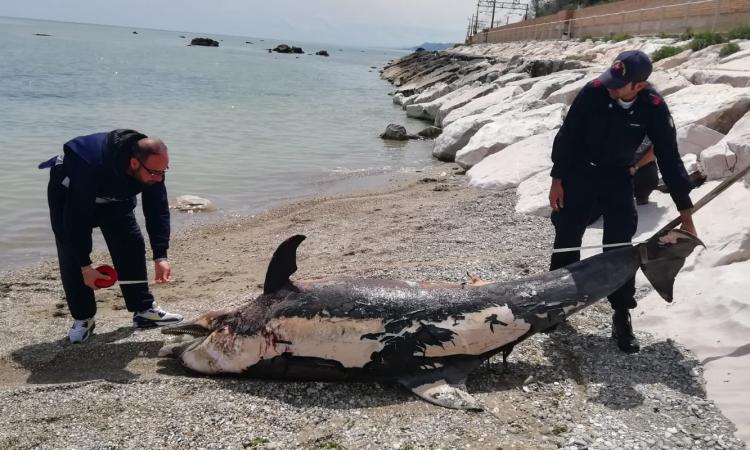 Rinvenuta una carcassa sulla riva della spiaggia di Pedaso (FOTO) Rinvenuta una carcassa sulla riva della spiaggia di Pedaso (FOTO)