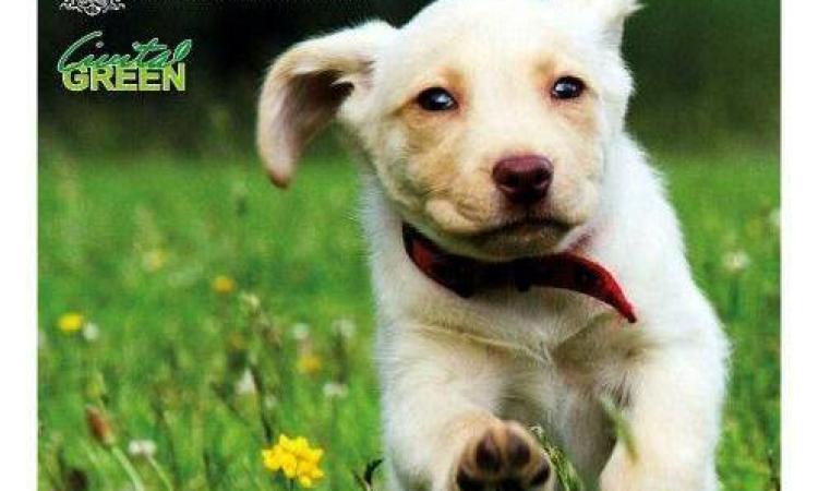 Civitanova, nuova area sgambamento cani a San Marone Civitanova, nuova area sgambamento cani a San Marone