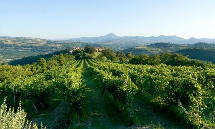 Il Verdicchio inonda la Svezia: record di vendite per il vino marchigiano Il Verdicchio inonda la Svezia: record di vendite per il vino marchigiano