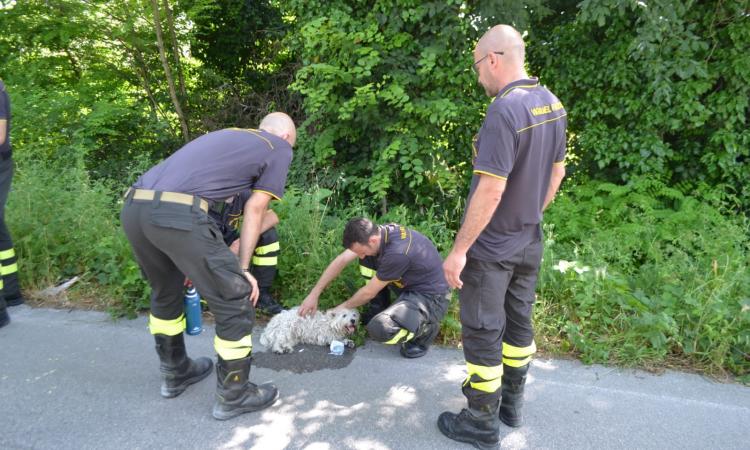 Montecassiano, salvo il cagnolino scampato all'incidente Montecassiano, salvo il cagnolino scampato all'incidente