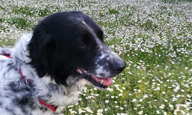 Treia, Meridiana e Associazione Argo: un impegno quotidiano per “Chi adotta un Fido riceve un tesoro”