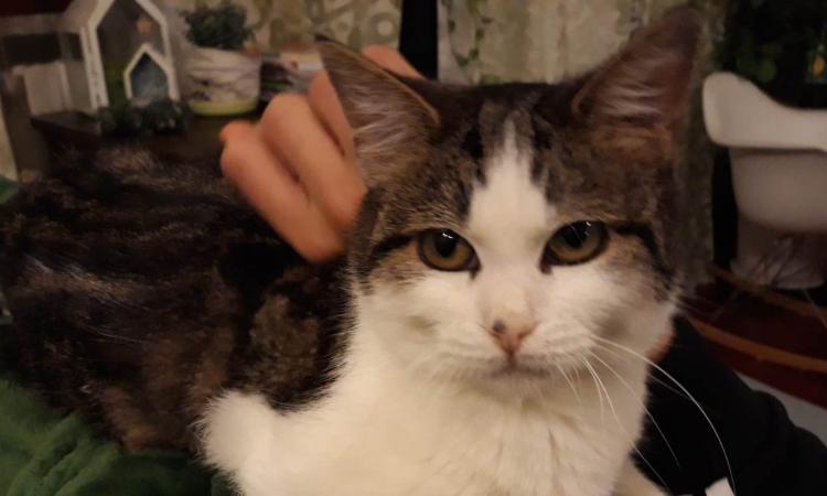 Gattina smarrita a Macerata: i proprietari chiedono aiuto per ritrovare Iris