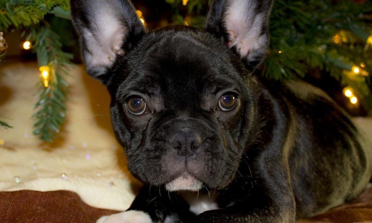 Blitz dei Forestali, scoperto traffico illegale di cuccioli di bulldog: tre denunce
