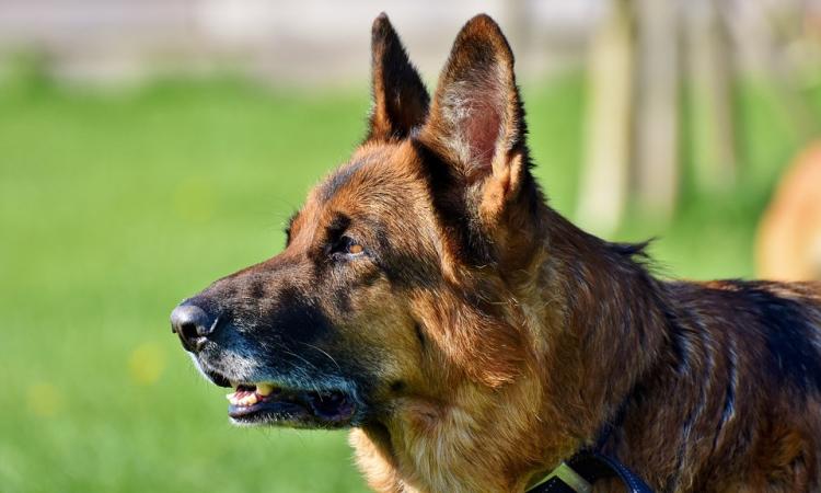 Civitanova, azzannato alla guancia dal cane di famiglia: bimbo in ospedale Civitanova, azzannato alla guancia dal cane di famiglia: bimbo in ospedale