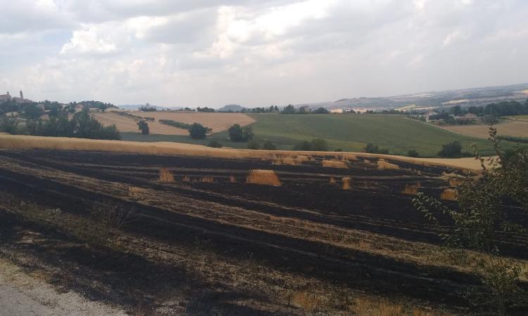 Vasto incendio di sterpaglie a Pollenza: Vigili del Fuoco in azione (FOTO) Vasto incendio di sterpaglie a Pollenza: Vigili del Fuoco in azione (FOTO)